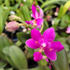 Phalaenopsis Purple Gem „Es“ (pelorisch) – duftend