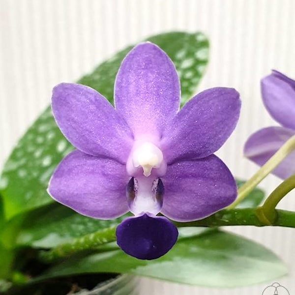 Orchid Phalaenopsis Purple Martin var. blue