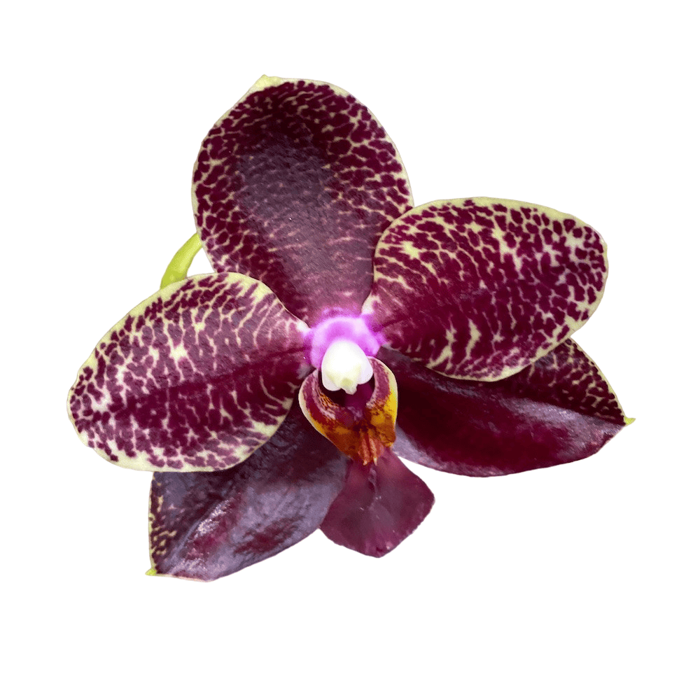 Phalaenopsis Salu's Fragrancy (Black Leaves)