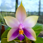 Phalaenopsis Samera var. blue (bellina × violacea) - intens parfumata