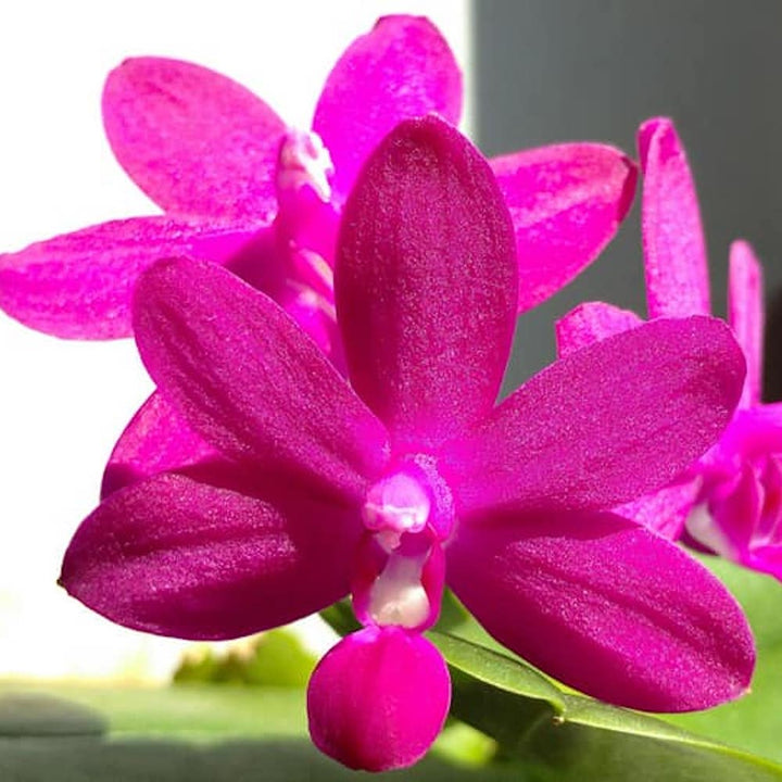 Phalaenopsis Sapphire's Galah (Phal. Purple Martin × Phal. violacea)