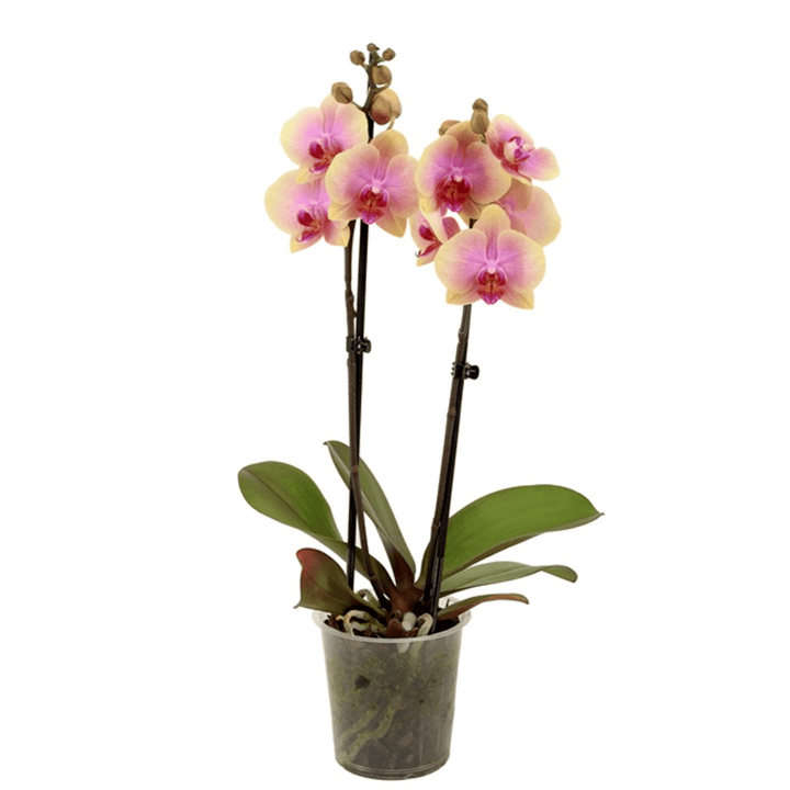 Phalaenopsis Sara Blush (Avatar)