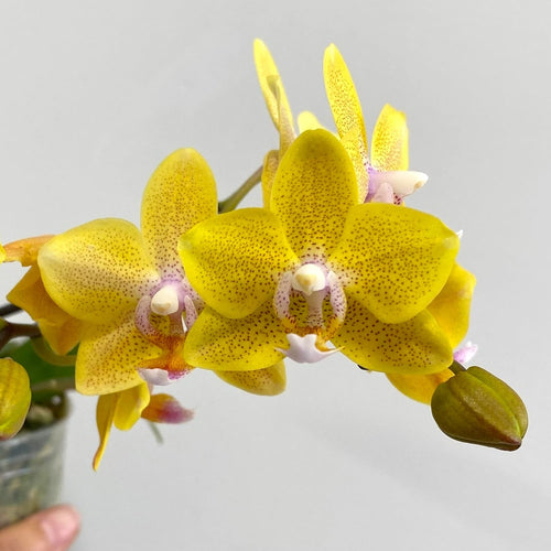 Phalaenopsis Sogo Ginger Glam