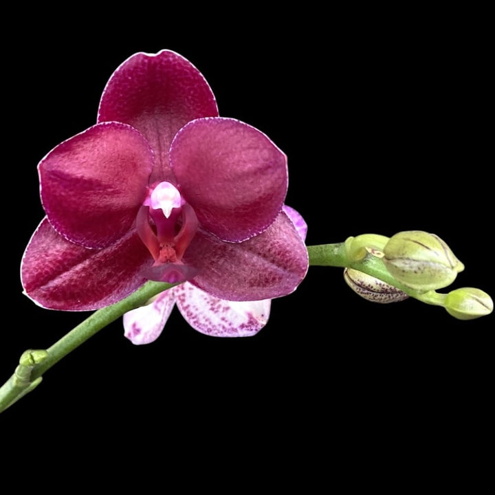 Phalaenopsis Sogo Grape