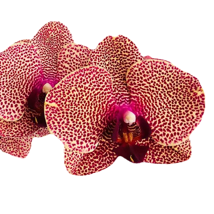 Phalaenopsis Sogo Sun Beauty