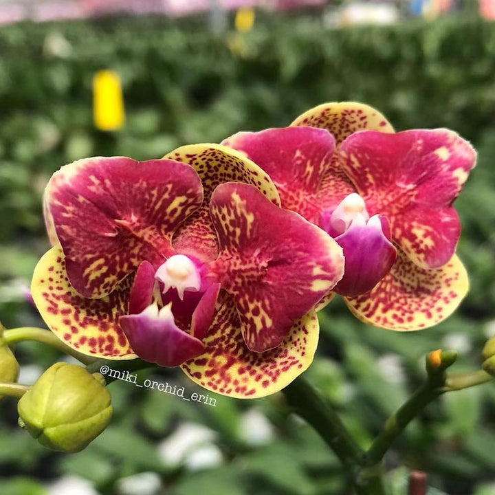  Phalaenopsis Sogo Vieker (peloric)