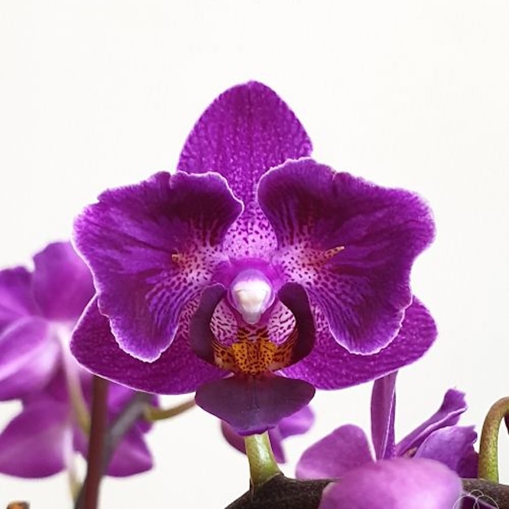 Phalaenopsis Sogo Yenlin 'Coffee' (pelorisch & buntlaubig)