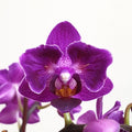 Phalaenopsis Sogo Yenlin 'Coffee' (peloric - butterfly)