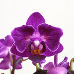 Phalaenopsis Sogo Yenlin 'Coffee' (peloric - butterfly)