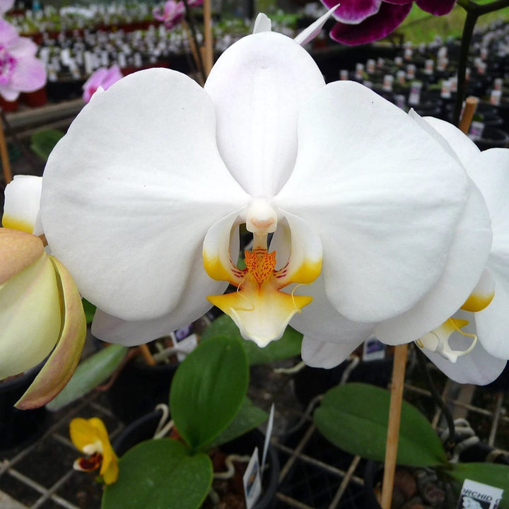 Phalaenopsis Sogo Yukidian 'V3'