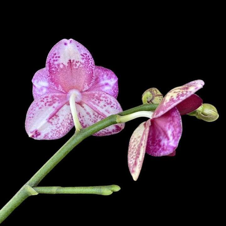 Phalaenopsis Sogo Grape