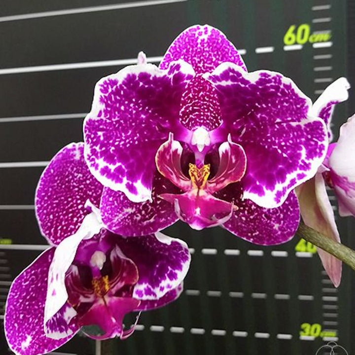 Phalaenopsis Taiwan Leopard (peloric)