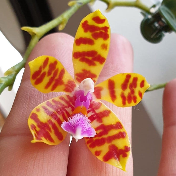 Phalaenopsis Tigress (Phal. mariae x Phal. fasciata)