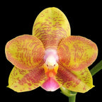 Phalaenopsis Tong Yi Yu Shiou
