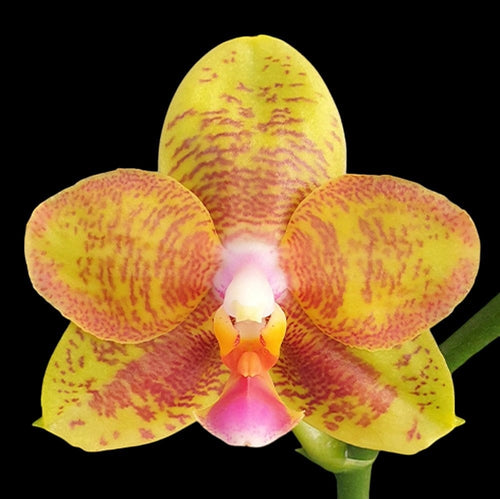 Phalaenopsis Tong Yi Yu Shiou
