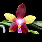 Phalaenopsis Tying Shin Fly Eagle