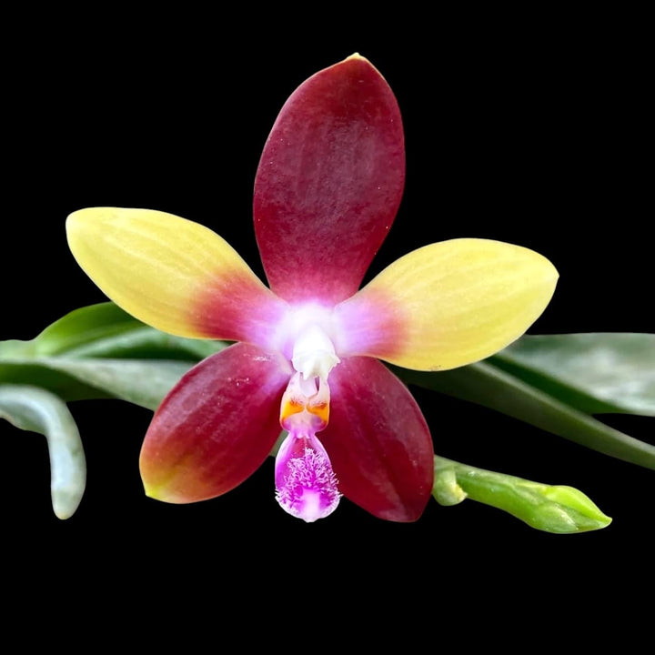 Phalaenopsis Tying Shin Fly Eagle