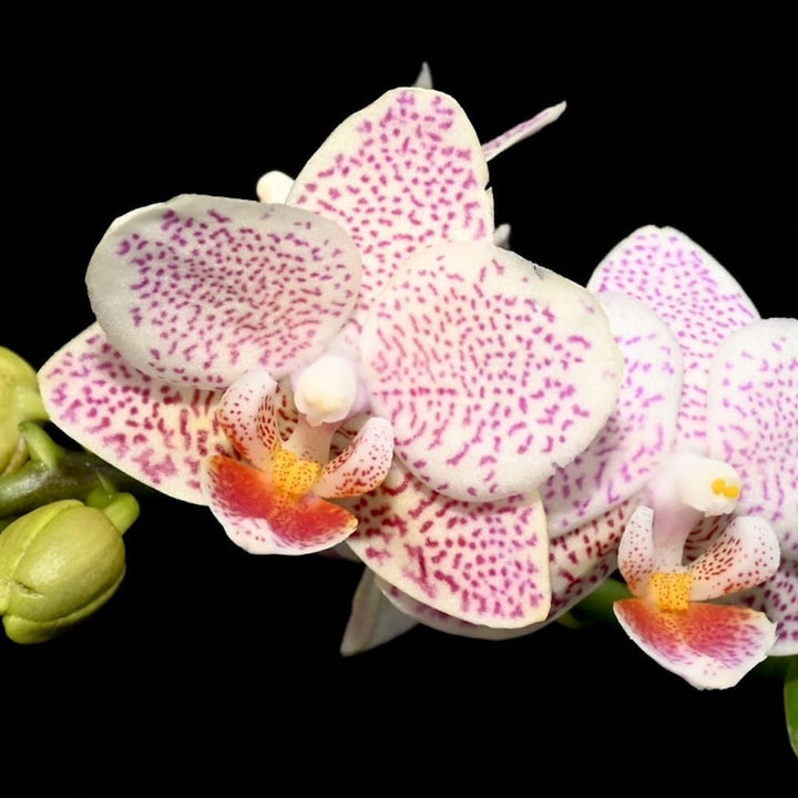 Phalaenopsis Tying Shin Jaguar