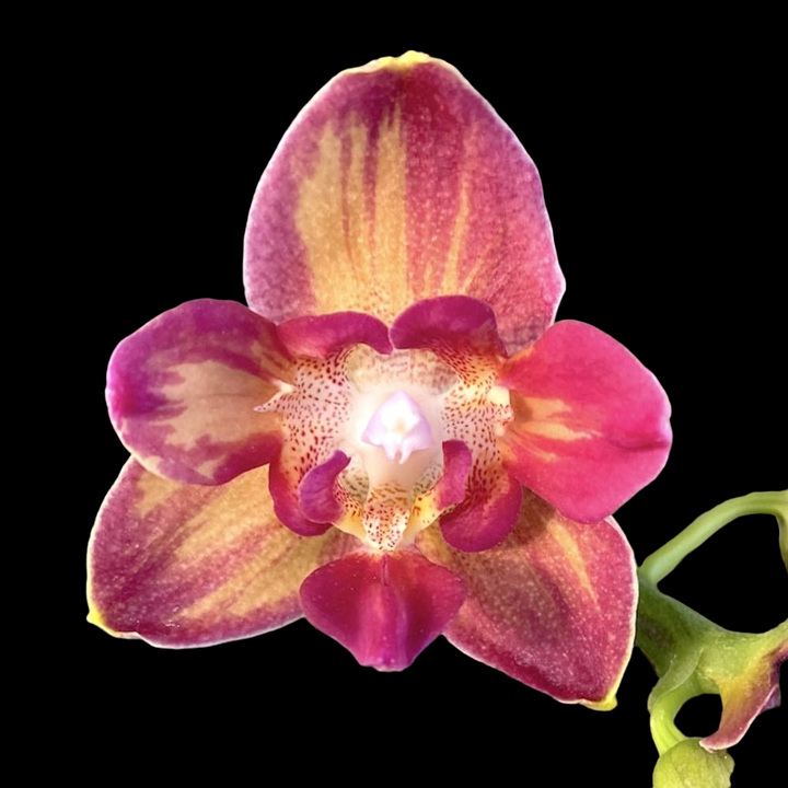 Phalaenopsis Tying Shin Smart (peloric)