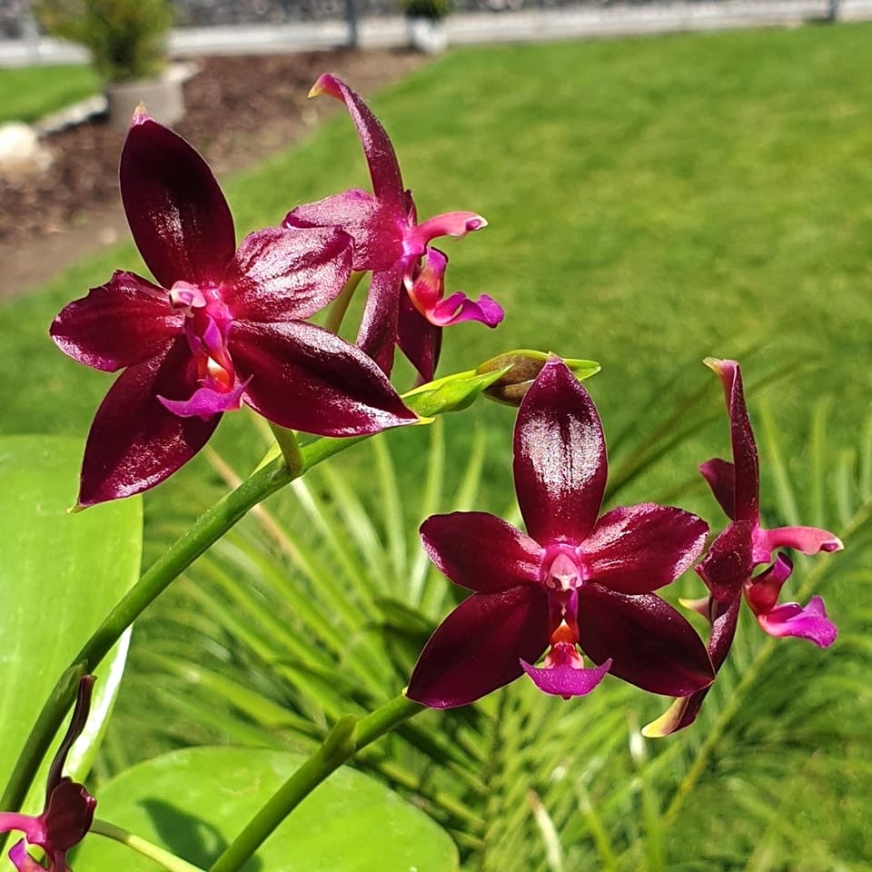 Phalaenopsis Valentinii (Phal. cornu-cervi × Phal. violacea)