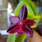 Phalaenopsis Valentinii (Phal. cornu-cervi × Phal. violacea)