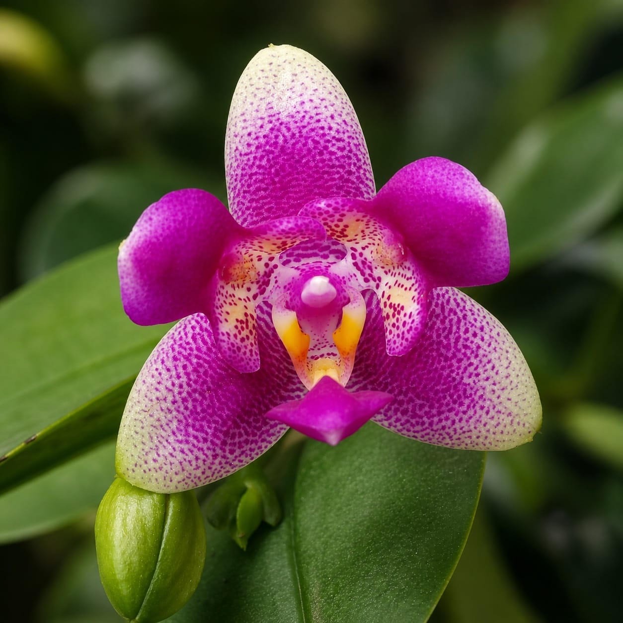Phalaenopsis Vio Vio 'Cat Face' (peloric)