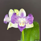 Phalaenopsis Violet Vacation