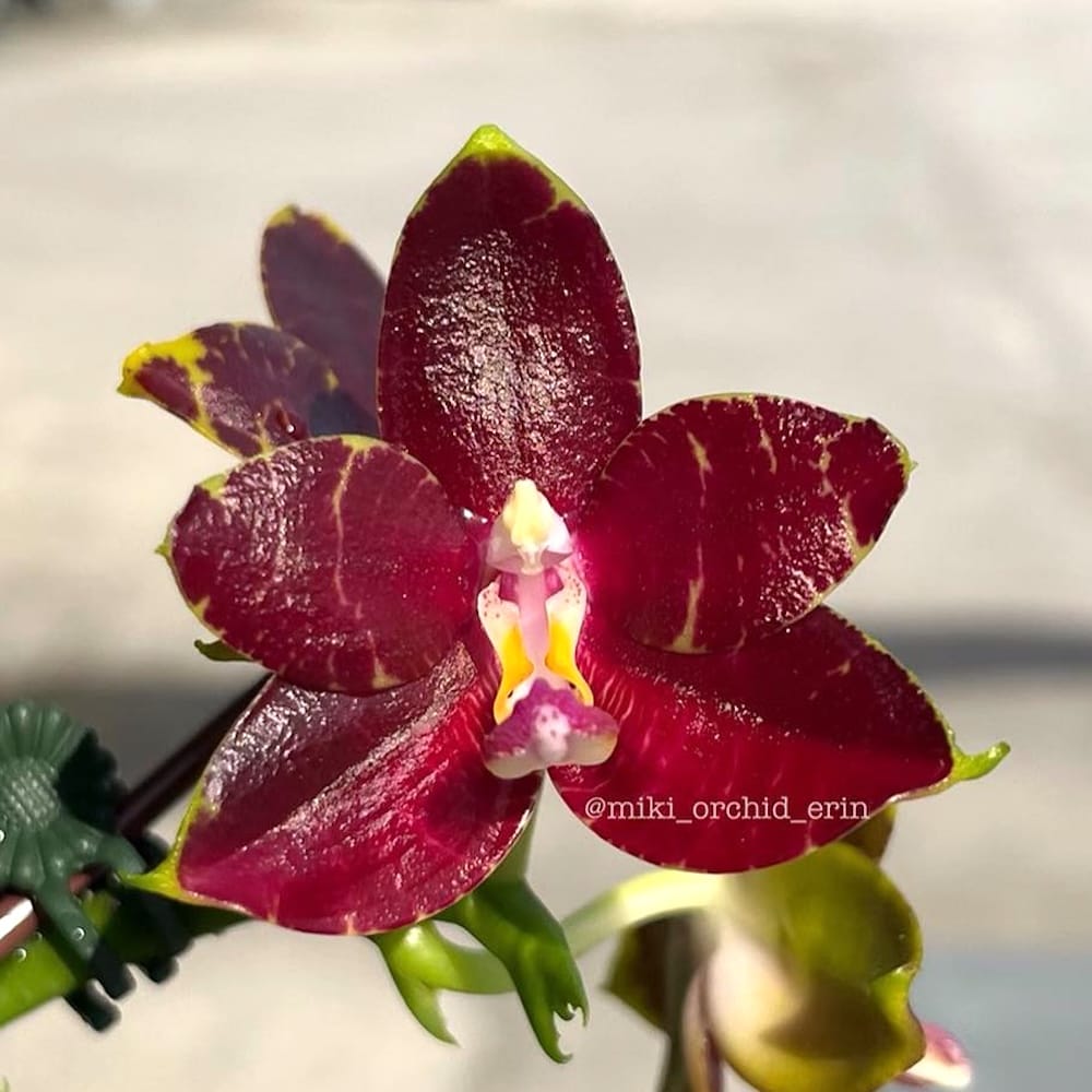 Phalaenopsis YangYang Prince