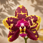 Phalaenopsis Yaphon Black Rose
