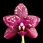 Phalaenopsis Yaphon Black Rose