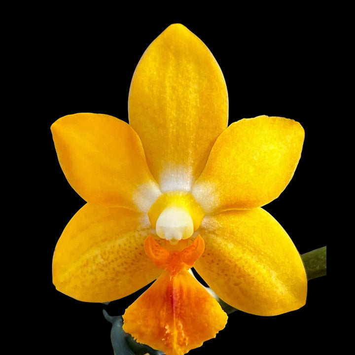 Phalaenopsis Yaphon Cupid