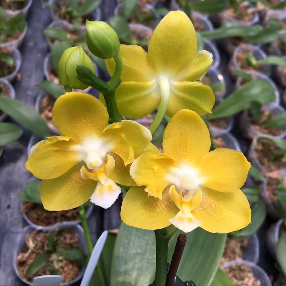 Phalaenopsis Yaphon Profumo 'Giallo' *profumata