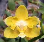 Phalaenopsis Yaphon Parfum 'Jaune' *parfumée