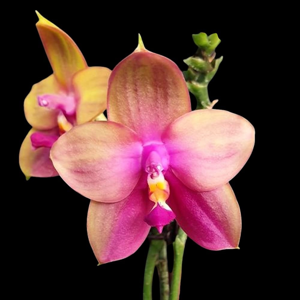 Phalaenopsis Yaphon Bear Sir '634'