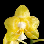 Phalaenopsis Yaphon Christmas '860' parfumat