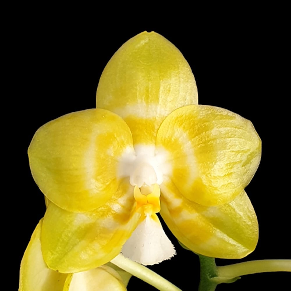 Phalaenopsis Yaphon Christmas '860' parfumat