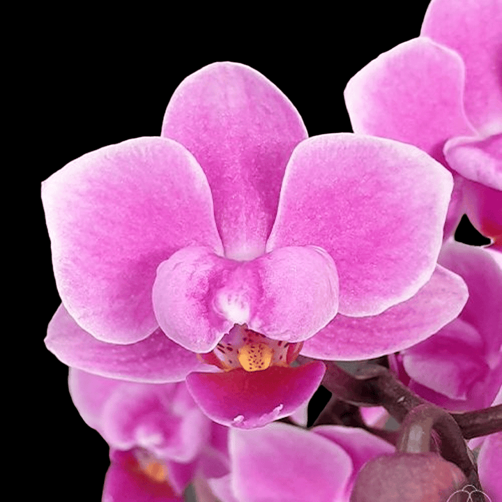 Phalaenopsis Younghome Kingxiang