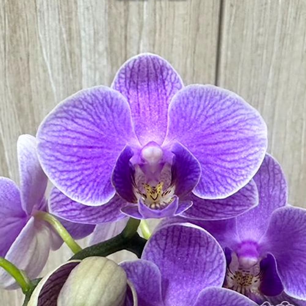 Phalaenopsis Younghome Purple Baby '07122'