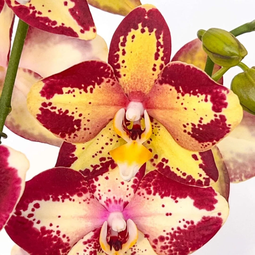 Phalaenopsis Younghome Victory Star