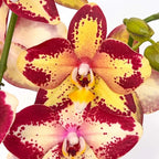 Phalaenopsis Younghome Victory Star