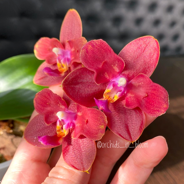 Phalaenopsis Zheng Min Parakeet '3108' (peloric)