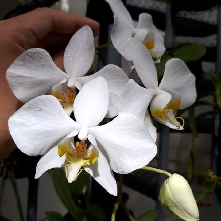 Phalaenopsis amabilis 4N