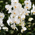 Phalaenopsis aphrodite