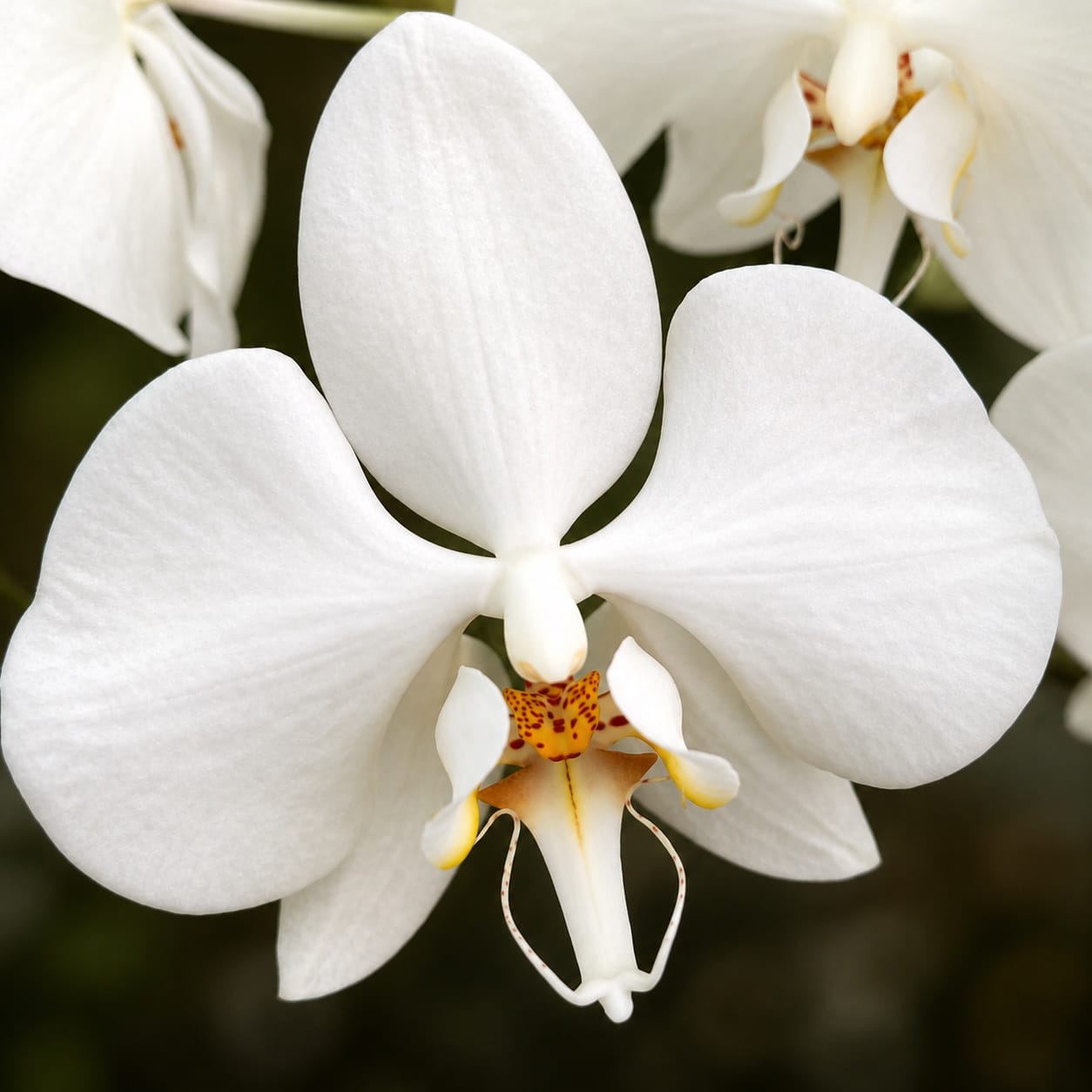 Phalaenopsis aphrodite