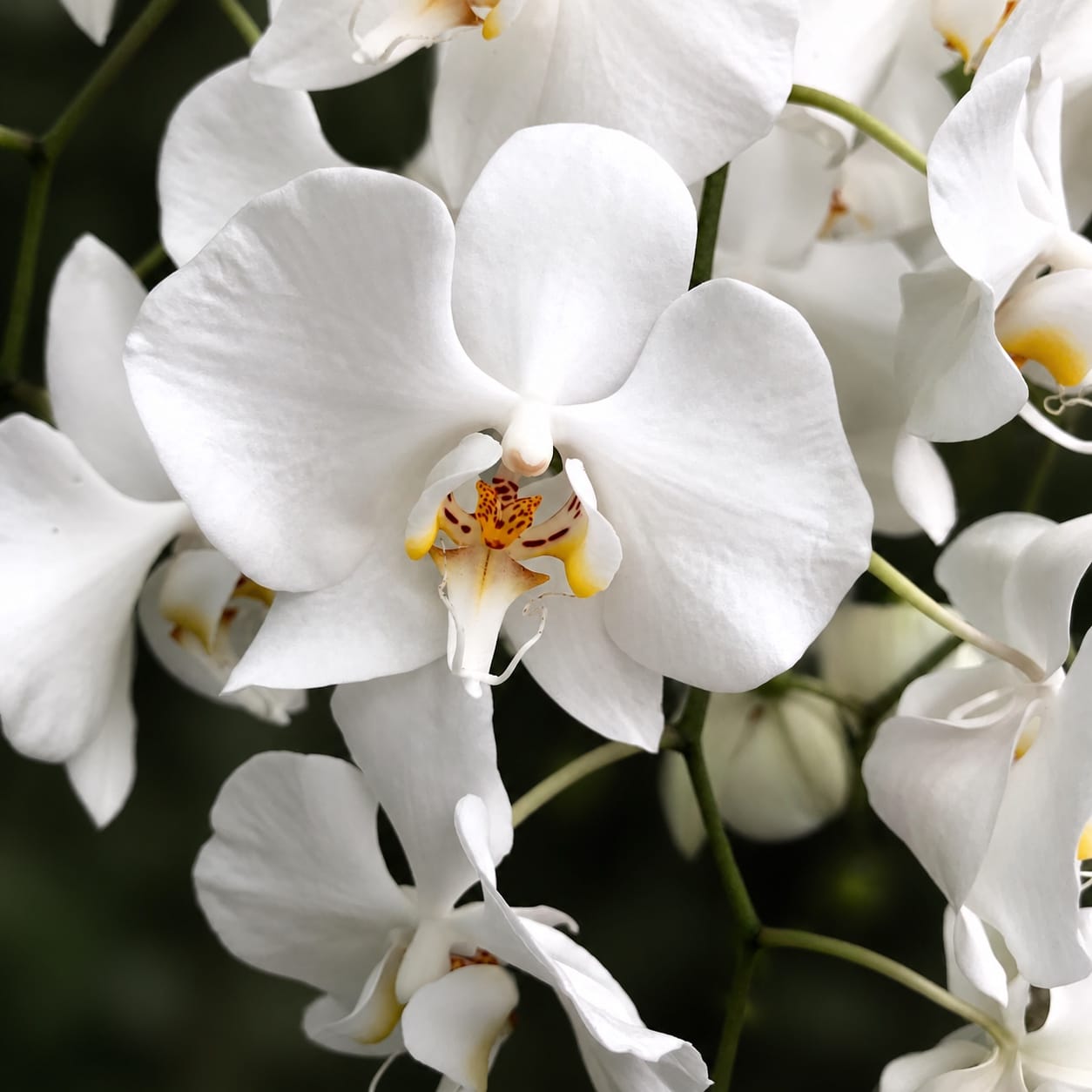 Phalaenopsis aphrodite