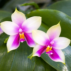 Phalaenopsis bellina *voňavá