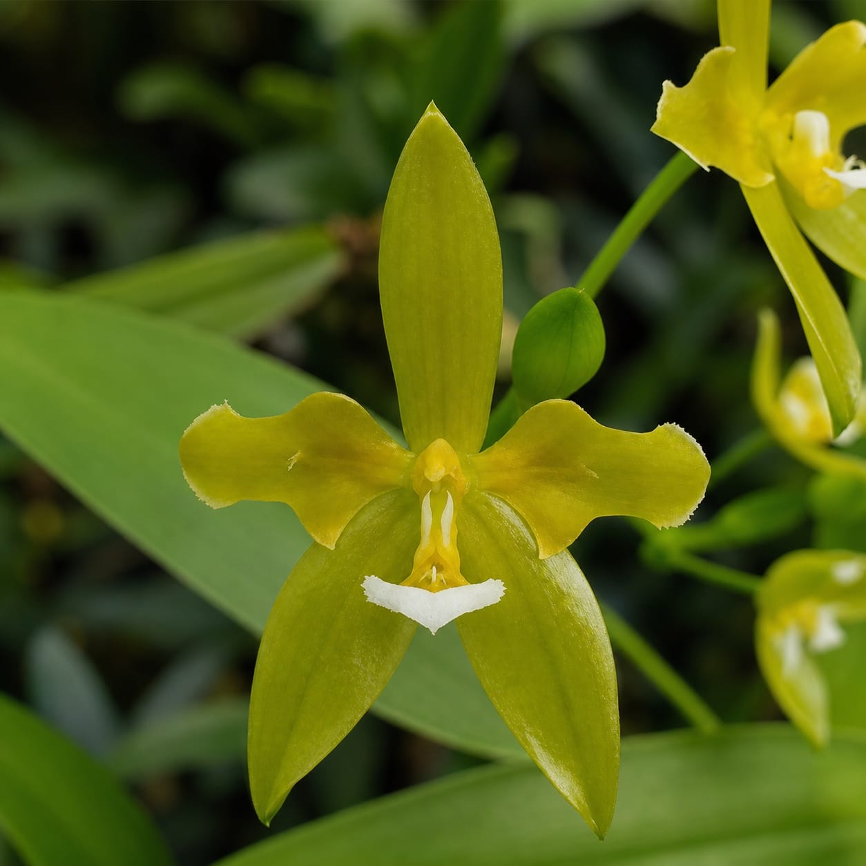 Phalaenopsis cornu-cervi var. alba (peloric)