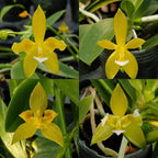 Phalaenopsis cornu-cervi var. alba (peloric)