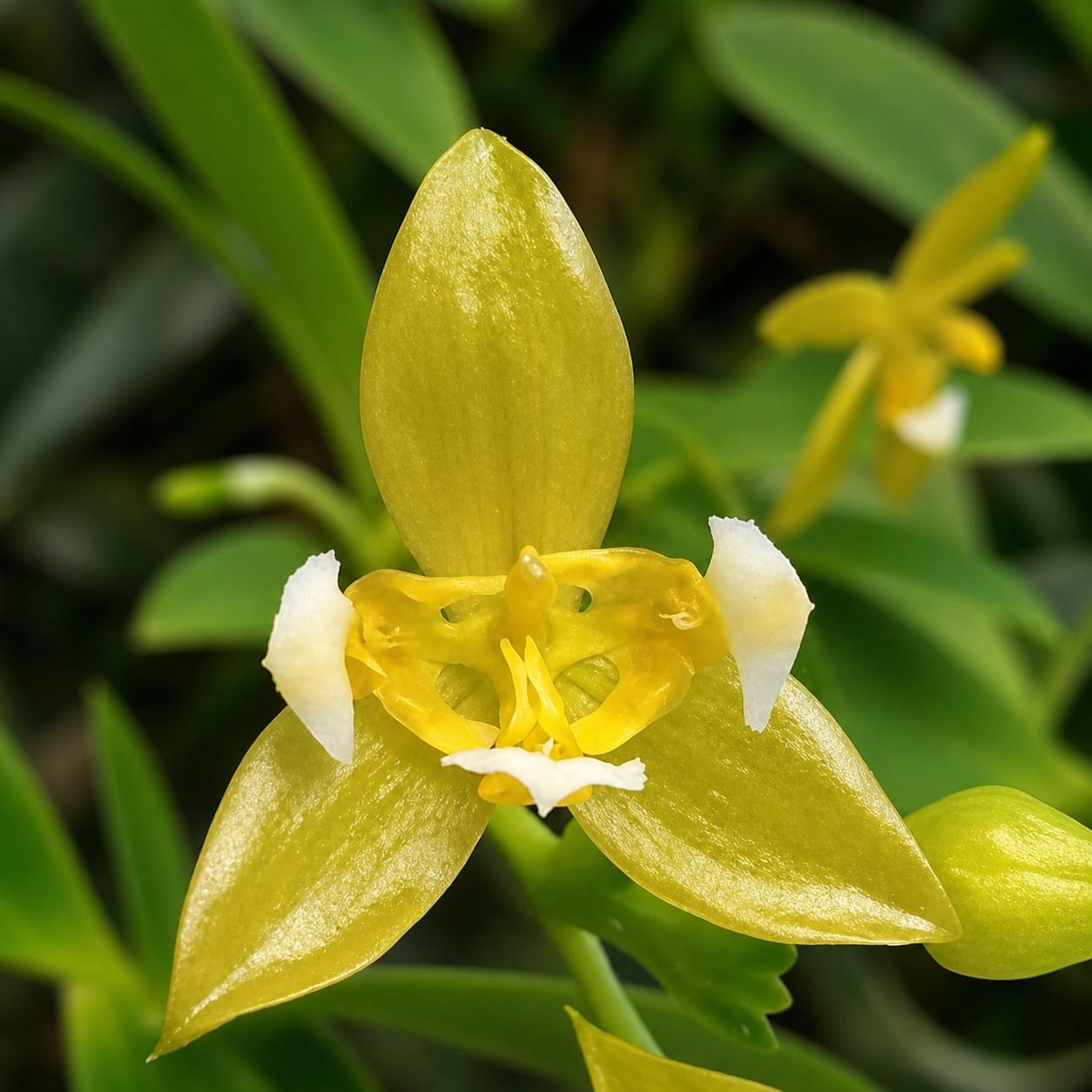 Phalaenopsis cornu-cervi var. alba (peloric)