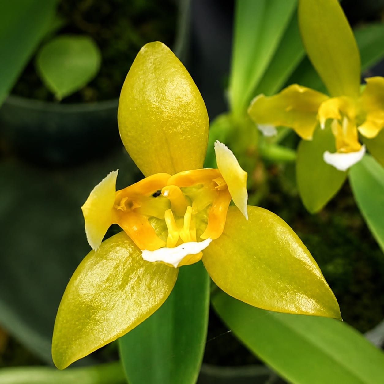 Phalaenopsis cornu-cervi var. alba (peloric)